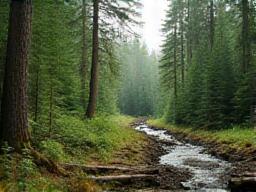 Sustainable Forestry Management